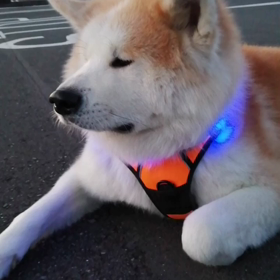 君子、焄犬？豹変す？⁉️前半グズグズ、後半ぶっ飛ばす❗未来丸いつもひたすらかわいいのだが、散の画像