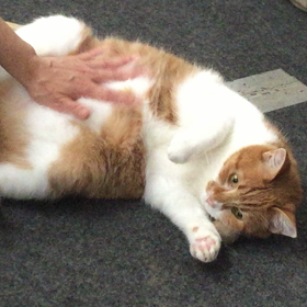 爪切り〜ガオくん編の画像