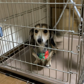 一護の脱走劇の画像