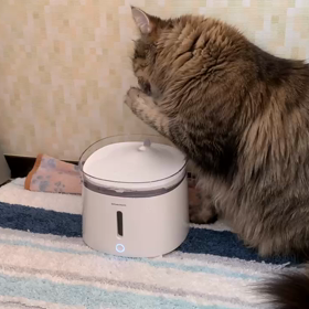 新しい給水器を購入〜♪の画像