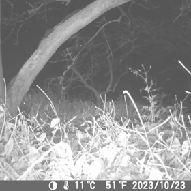 すぎぴたんの事件簿シーズン3　421話（子供かな？ハクビシン）の画像