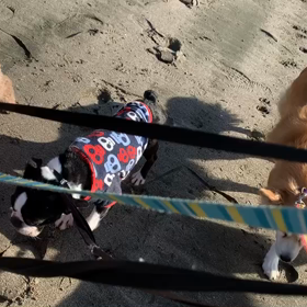 1月30日14わんこと2時間遠足　　お台場の画像