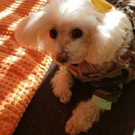 明日から頑張ろうの画像