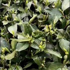 新茶  福岡中国茶会の画像