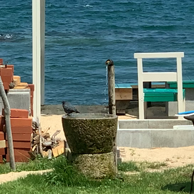 鳥が.....の画像