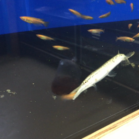 アリゲーターガーショートメダカ捕食！の画像