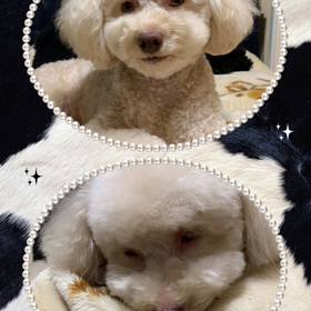 恋（れん）特集の画像