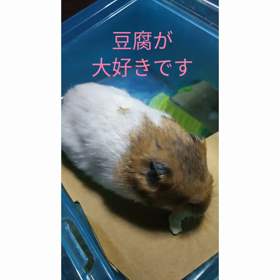 今日はニワトリの日、ちゃきちビデオの画像