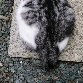 久々猫動画、ちっぽけくんご機嫌❤️の画像