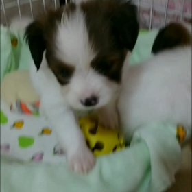 双子ちゃんの動画の画像