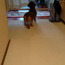 忠犬  れもコ☆の画像