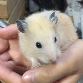 お掃除中は。の画像