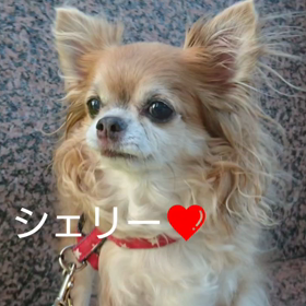 尊い日々の画像