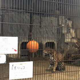 チーター優秀の画像