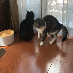 ヤキモチ？の画像