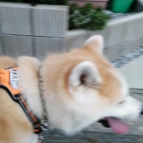 「今日はおとなしく歩いてますね」散歩中そう声掛けられた未来丸。同じ曇りでも昨日よりはさわやか。決の画像