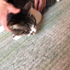 里親募集中の雪ちゃんの画像