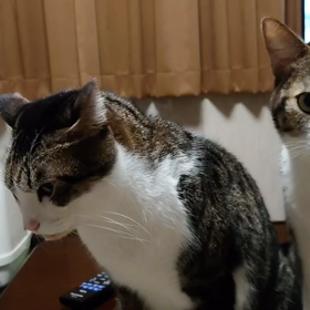 今日のニャン達の画像