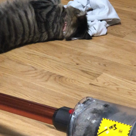 そりゃ疲れてるに決まっとろうが！の画像