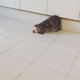 猫がツボにハマるものの画像