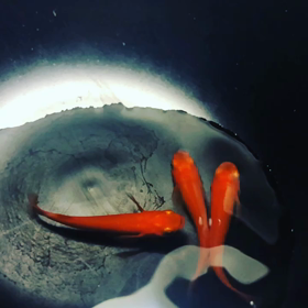 紅帝 Medakaの画像