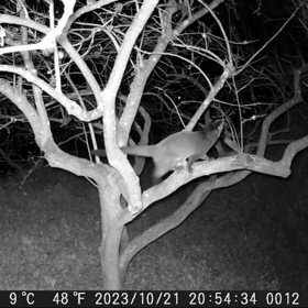 すぎぴたんの事件簿シーズン3　413話（これは、間違いないハクビシンの画像