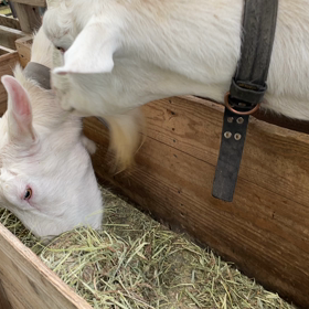 乾燥チモシーの画像