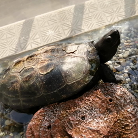 カラスが狙っていた！！の画像