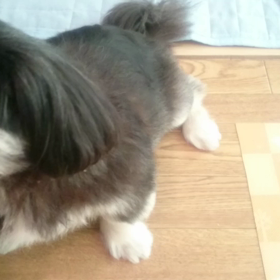 かのちゃん一芸の画像