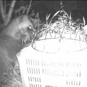 すぎぴたんの事件簿シーズン２　１２話の画像