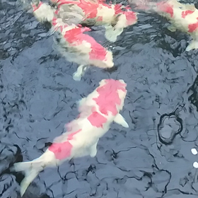 きんせんの画像