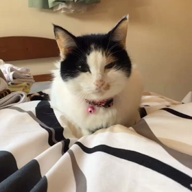 ザッザザーンの画像