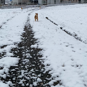 大晦日の散歩の画像
