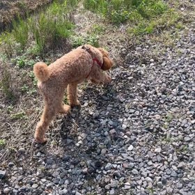 ノーリードの画像