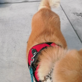 　今日は3月19日第三日曜日、朝8時集合で駿河区高松海岸のゴミ拾いに未来丸と一緒に行ってきましたの画像