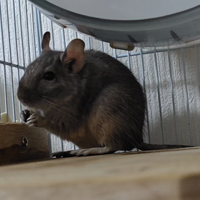 本日のぽてと。の画像