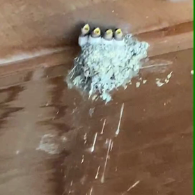 雨の止み間にツバメの画像