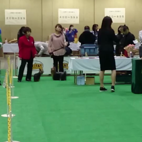 FCI ジャパンインターナショナルドッグショー　2の画像