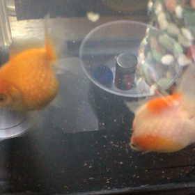 今朝のグー・パー／金魚／動画の画像