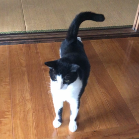 ペットの動画の画像