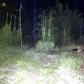 すぎぴたんの事件簿シーズン3　292話（イタチも入れない）の画像