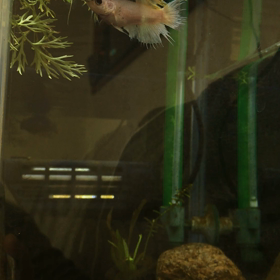 失敗かな？の画像