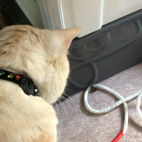 カナブン、家に潜入。その時、だいちゃんは、、、の画像