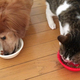 陽が長くなった。ジム生活。チップとデールの夕食動画の画像