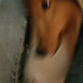 暴れん坊シェルティですが、何か？の画像