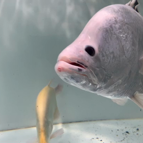 プラチナバラマンディ キビナゴ捕食！！の画像
