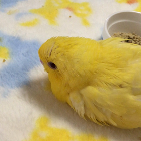 サザナミインコの花ちゃん♡の画像