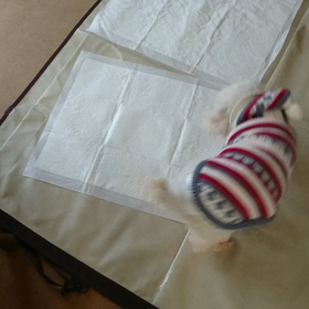 目が回りますの画像