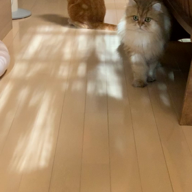 アンチノールモニター10日経ちました。の画像