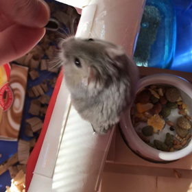 モグラ叩き？いいえ、ハムですの画像